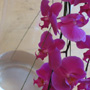 Orchids